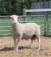 Sheep Trax Lennon 341L